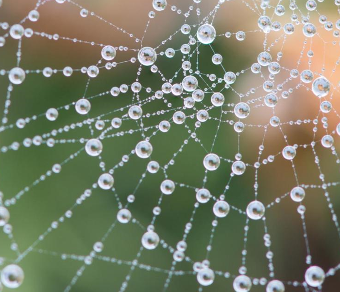 Dewpoint shown on spiderweb