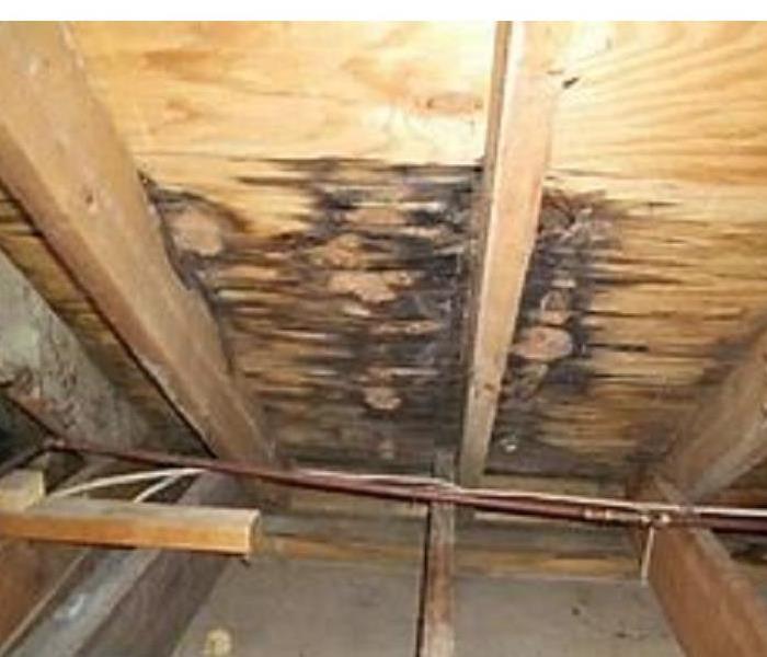 plywood and joists in attic with mold