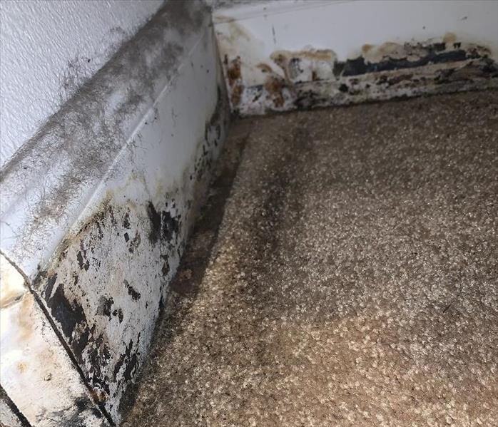 Mold infestation growing on baseboards.