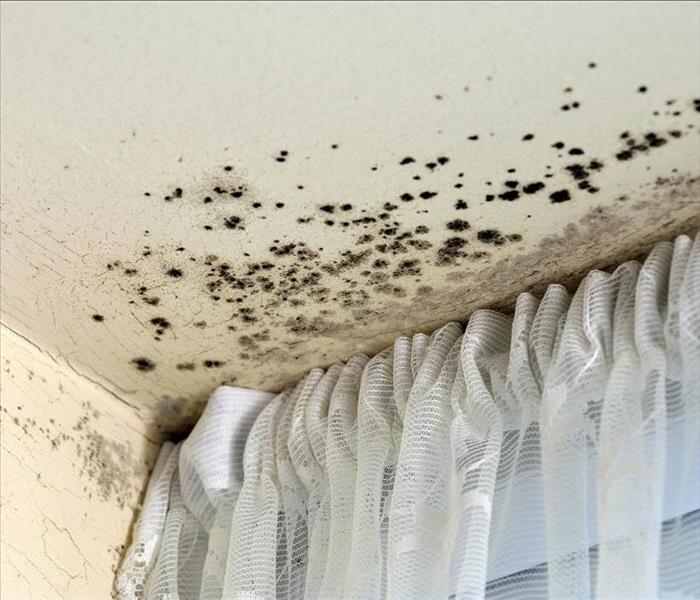Spots of mold growing on a ceiling.